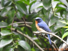 Cyornis tickelliae