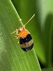 Monolepta melanogaster