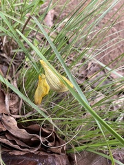 Elisolimax flavescens