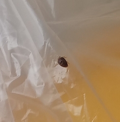 Clitostethus arcuatus