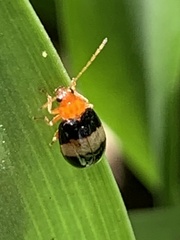 Monolepta melanogaster