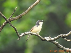 Prinia socialis
