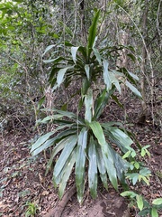 Dracaena aletriformis