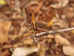 Diplacodes melanopsis