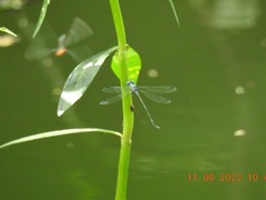 Lestes praemorsus