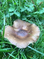 Russula amoenolens