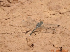 Bradinopyga geminata