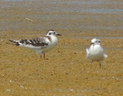 Hydrocoloeus minutus