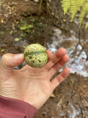 Voacanga thouarsii