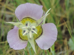 Calochortus gunnisonii