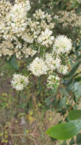Kangaroo Honey-myrtle (Melaleuca halmaturorum)