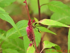 Phimenes flavopictus