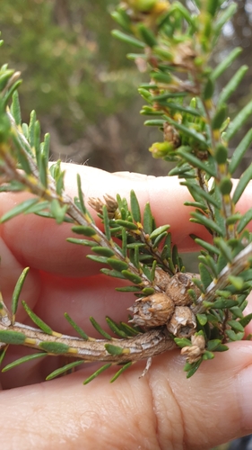 Image of Melaleuca halmaturorum by (c) Rosalie Lawrence, some rights reserved (CC BY)
