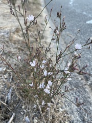 Stephanomeria exigua