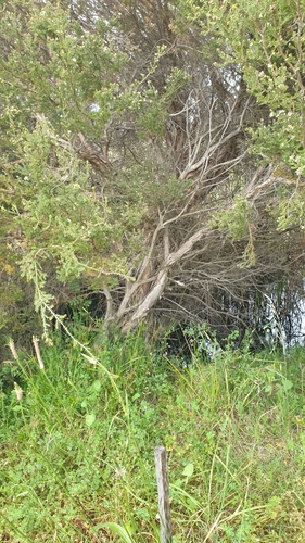 Melaleuca halmaturorum, photograph 3