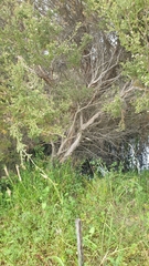 Melaleuca halmaturorum