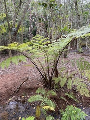 Cyathea cooperi