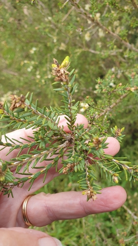 Image of Melaleuca halmaturorum by (c) Rosalie Lawrence, some rights reserved (CC BY)