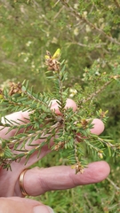 Melaleuca halmaturorum