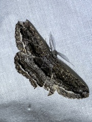 Scioglyptis canescaria