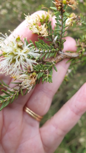 Image of Melaleuca halmaturorum by (c) Rosalie Lawrence, some rights reserved (CC BY)