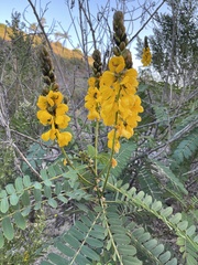 Senna didymobotrya