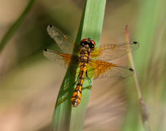 Nannophya australis