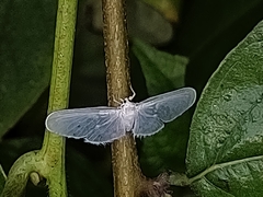 Paramysidia