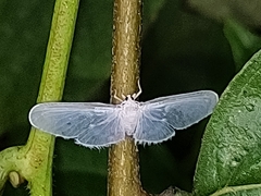 Paramysidia