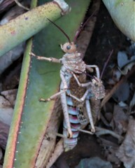 Pyrgomorphidae