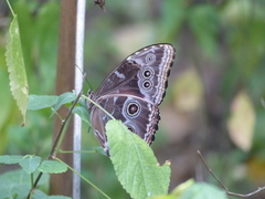 Morpho helenor cormieri