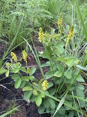 Eriosema parviflorum