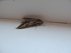 Hyles livornica