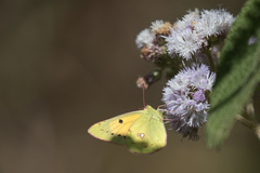 Colias electo
