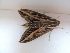 Hyles livornica