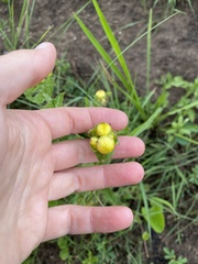Helichrysum ruderale