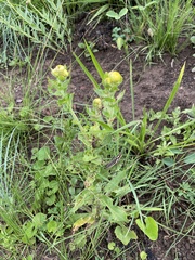 Helichrysum ruderale