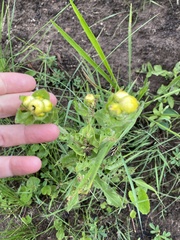 Helichrysum ruderale