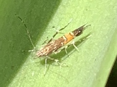 Cosmopterix