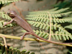 Kinyongia multituberculata