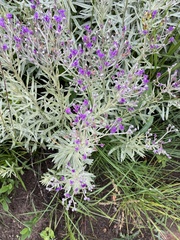 Hilliardiella aristata