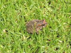 Sclerophrys capensis