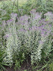 Hilliardiella aristata