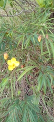 Chamaecrista comosa