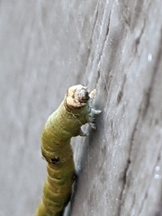 Biston betularia