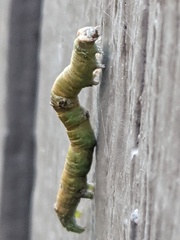 Biston betularia