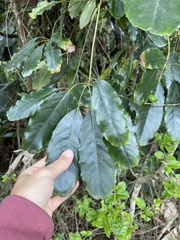Neocussonia umbellifera