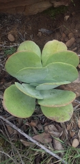 Cotyledon orbiculata