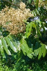 Flindersia schottiana