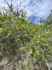 Searsia pyroides pyroides